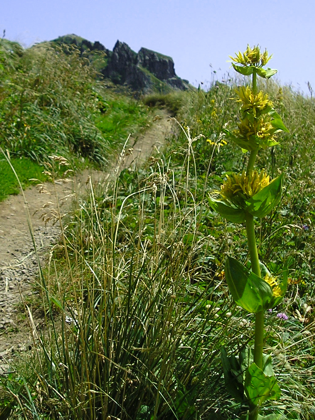 Trail dans le Massif du Sancy - Puy-de-Dôme - Auvergne